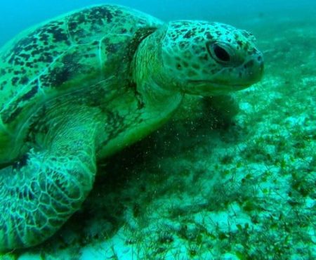 Tioman Turtle & Diving Volunteering
