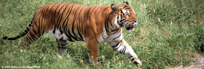 Malayan Tiger - Malaysian Wildlife