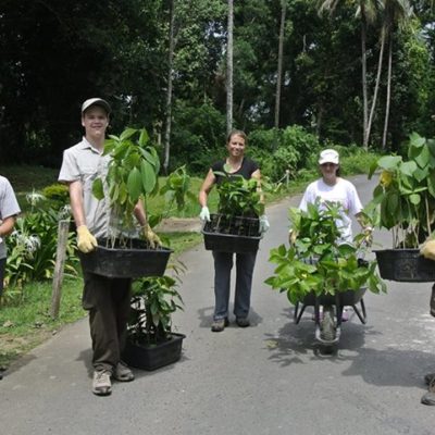 Reforestation borneo wild habitat restoration