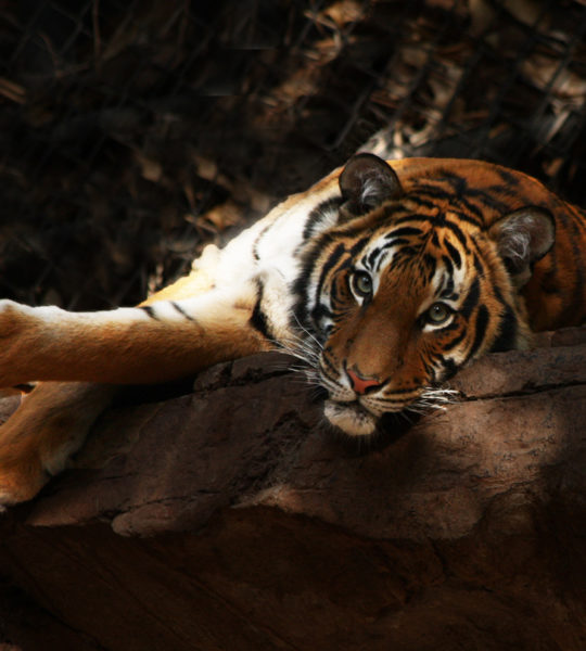 malayan tiger habitat