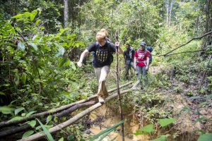 Rainforest volunteer