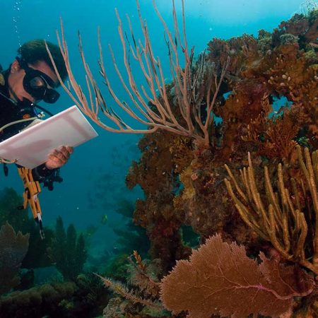 PADI Conservation Diving