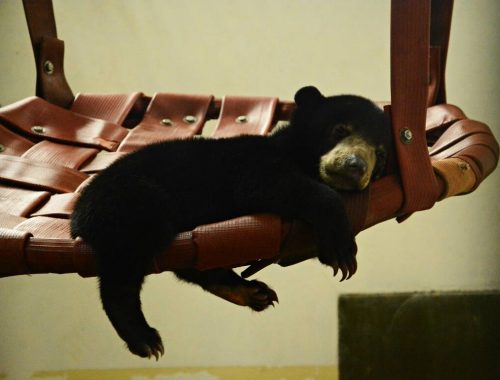 bear rehab volunteer in borneo