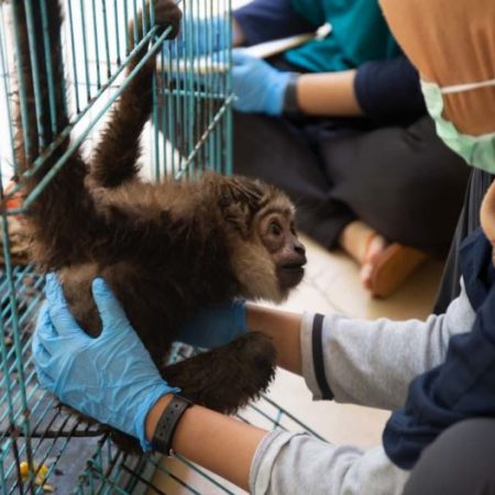 Primate rehabilitation internship