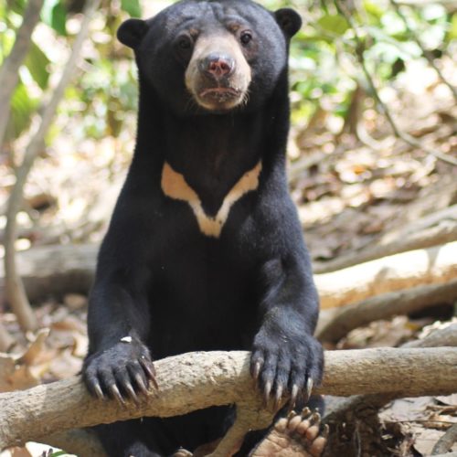 Borneo wildlife conservation project