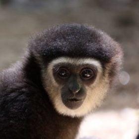 gibbon rehab volunteer