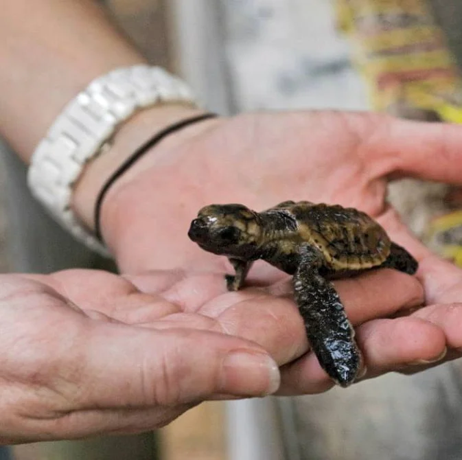 Turtle Rescue