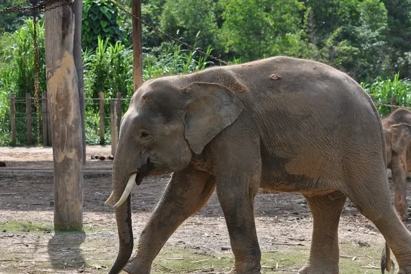 Borneo Pygmy Elephant
