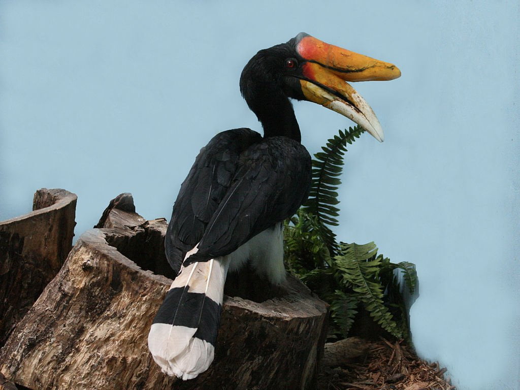 rhinoceros hornbill photos