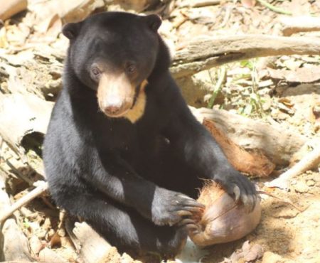 Sumatran Wildlife Veterinary Internship
