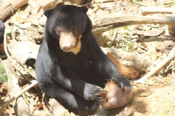 Sumatran Wildlife Veterinary Internship