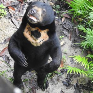Volunteering with orangutans