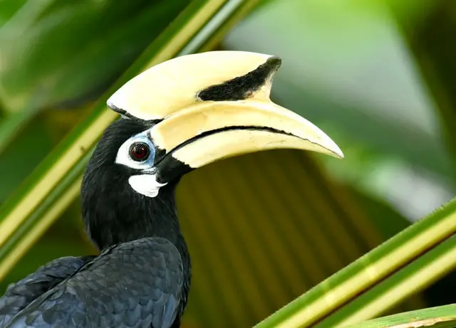 Hornbill in malay
