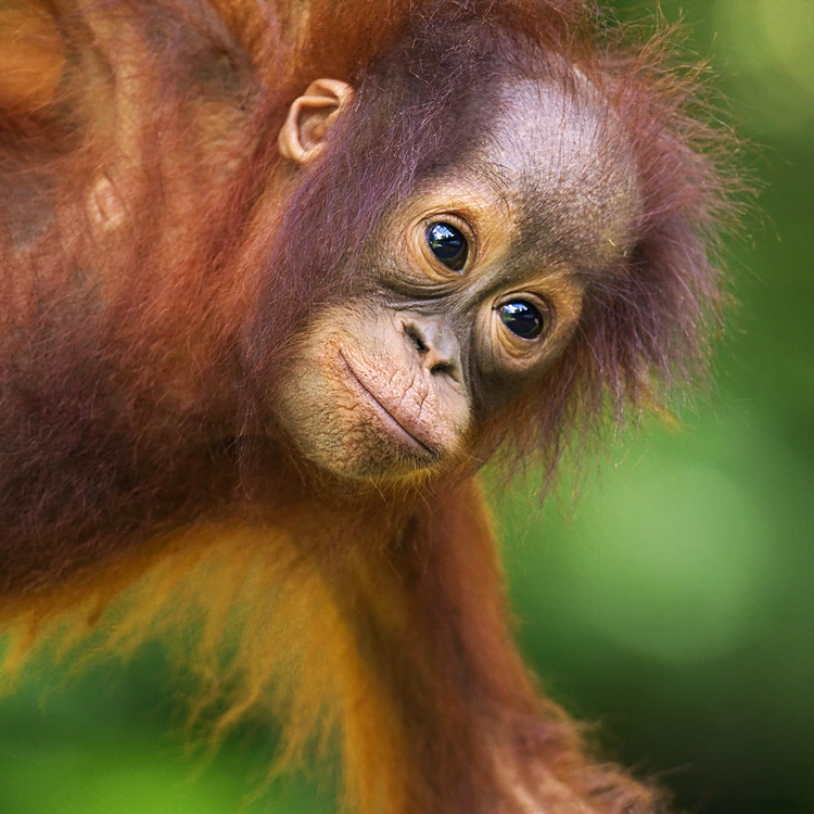 orangutan volunteering and internships