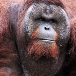 orangutan conservation