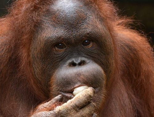 adopt an ape noni