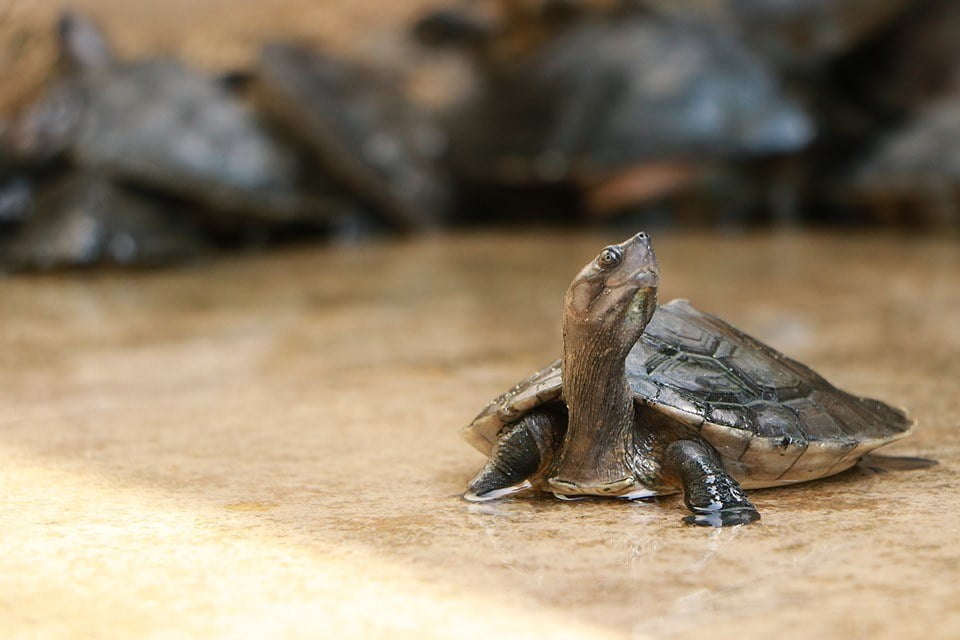 Conserving Malaysia's turtles and transforming Communities