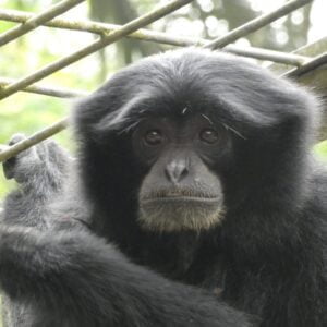 wildlife rescue volunteering