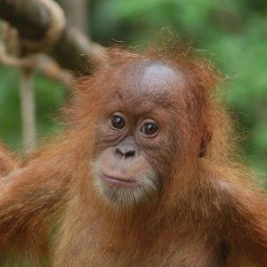 inspiring animal rescue stories