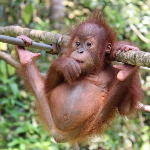 inspiring animal rescue stories
