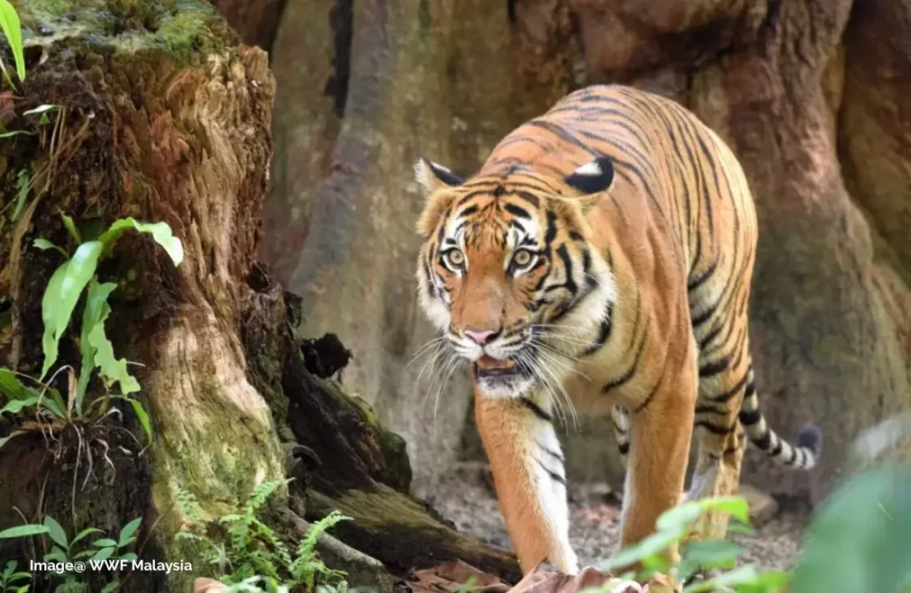 Malaysia must show leadership in wildlife rehabilitation to save the Malayan Tiger and other threatened species