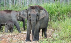 borneo elephant conservation