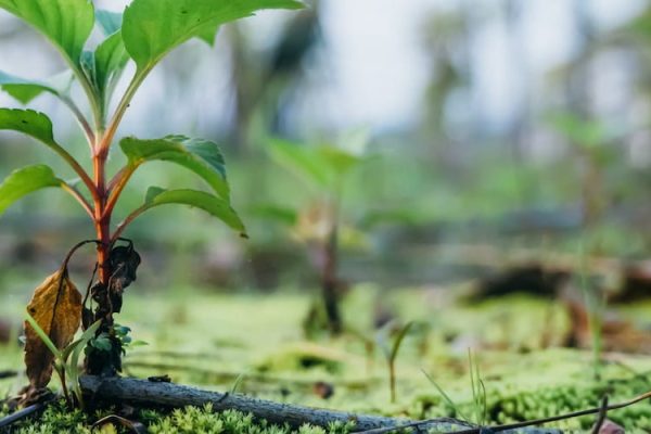 sustainability approach