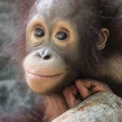 wildlife rescue volunteering