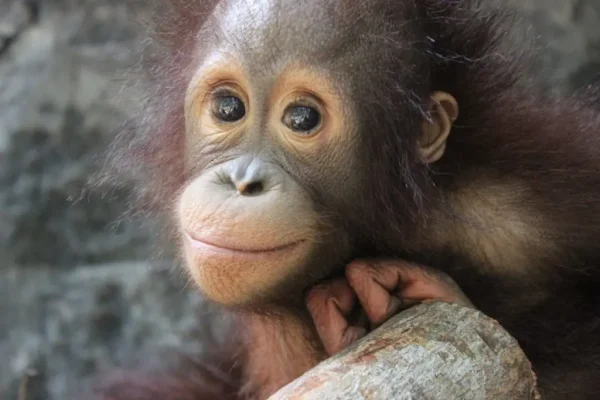 wildlife rescue volunteering
