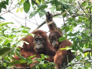 Sumatra Wildlife Volunteering