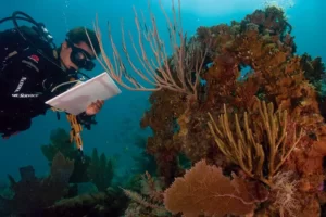 PADI Conservation Diving