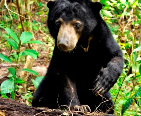 sunbear volunteering