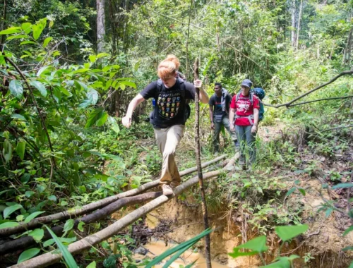 Rainforest experience