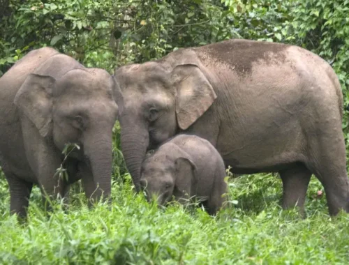WILD ELEPHANT SAFARI