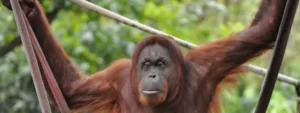 orangutan rescue