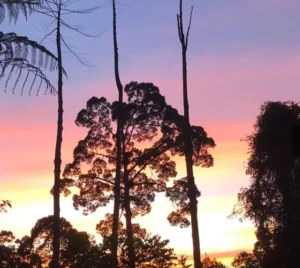 Borneo rainforest trekking