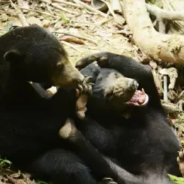 volunteer with bears
