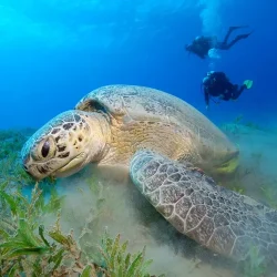 perhentian turtle volunteering