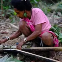 Amazing bush skills of Bateq women