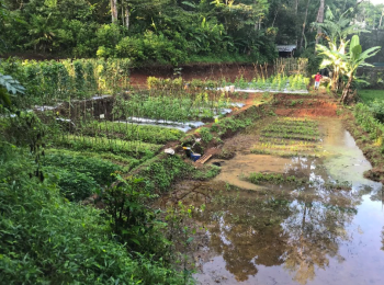 Sustainable Farming Internship