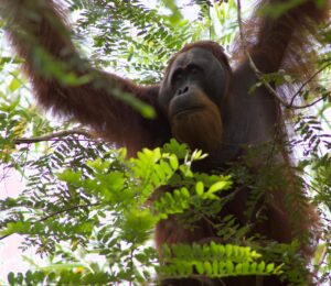 Where to see orangutans