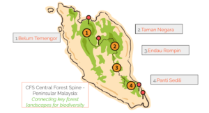 The survival of the malayan tiger