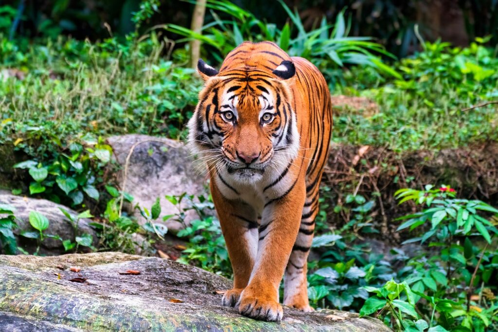 Malayan Tiger Malaysian Wildlife