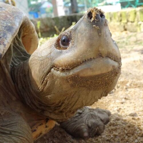 13923444_1119872178051734_197392095552958093_o Turtle Conservation Tour