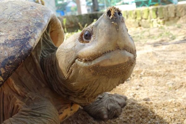 Turtle Conservation Tour