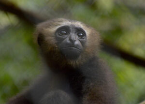 Gibbon Forest Bangladesh