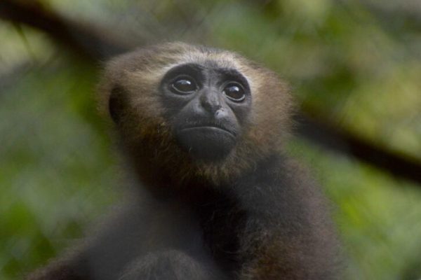 Gibbon Forest Bangladesh