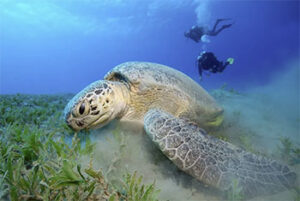 perhentian turtle volunteering