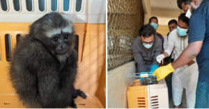 Gibbon Forest Bangladesh