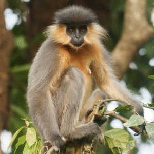 primate veterinary internship